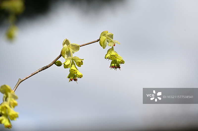 日本镰仓长谷寺的春天图片素材