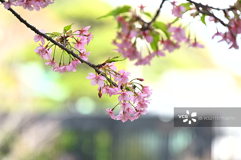 日本镰仓长谷寺的春天图片素材