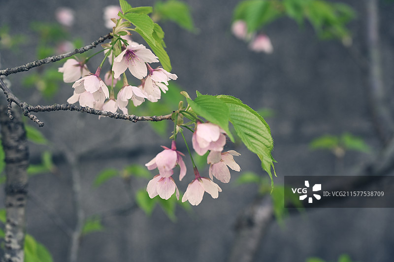 日本镰仓长谷寺的春天图片素材