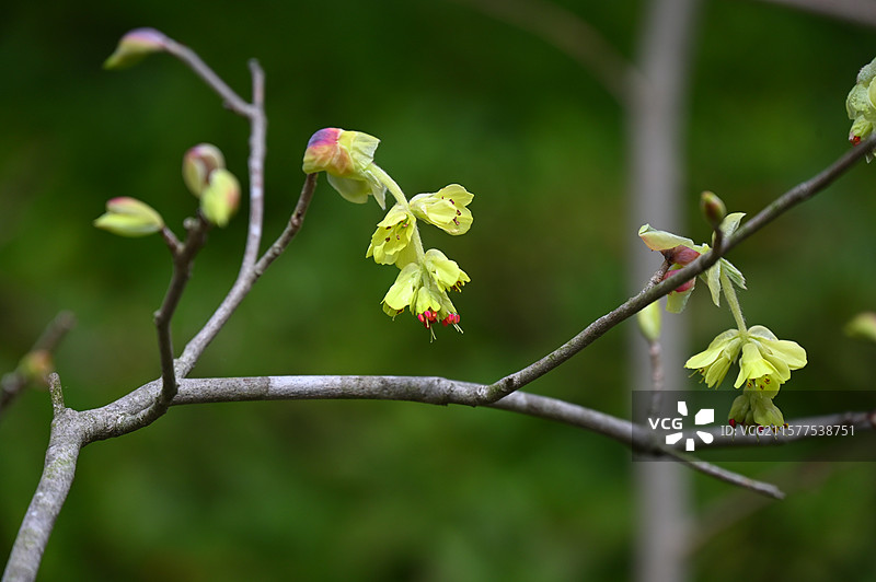 日本镰仓长谷寺的春天图片素材