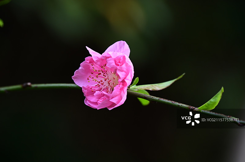 日本镰仓长谷寺的春天图片素材