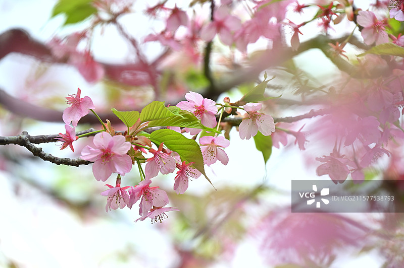 日本镰仓长谷寺的春天图片素材
