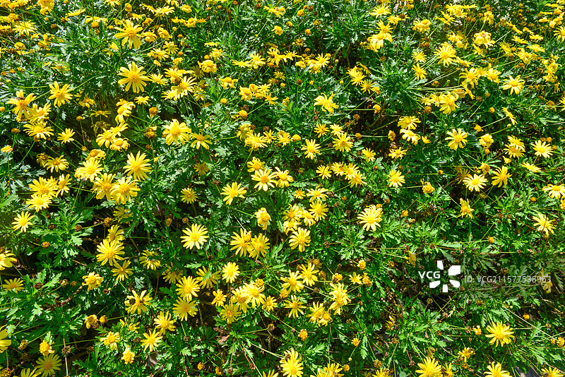 菊花植物图片素材