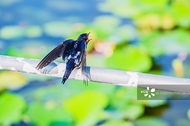 我饿了--等待喂食的小雏燕图片素材