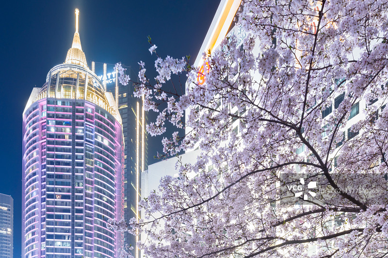 璀璨樱花图片素材