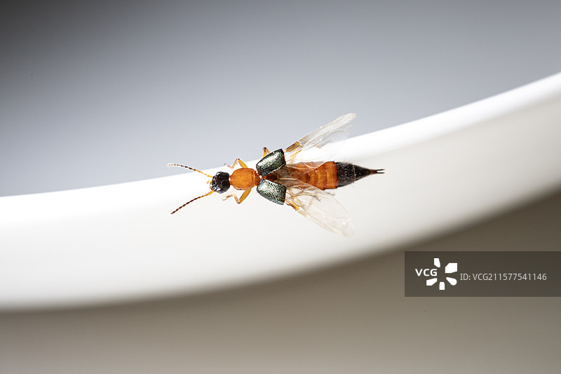 隐翅虫图片素材