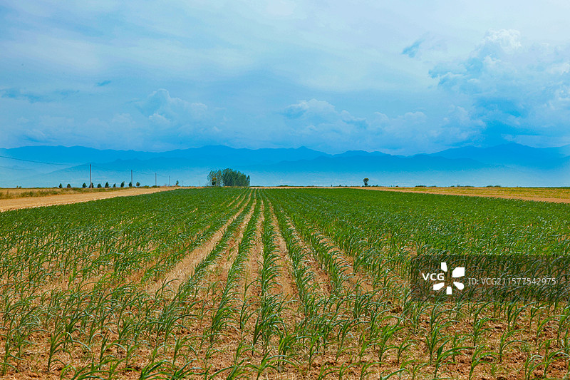 秦岭脚下农庄麦收后种植的玉米新苗图片素材