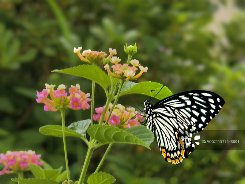 黑脉蛱蝶图片素材