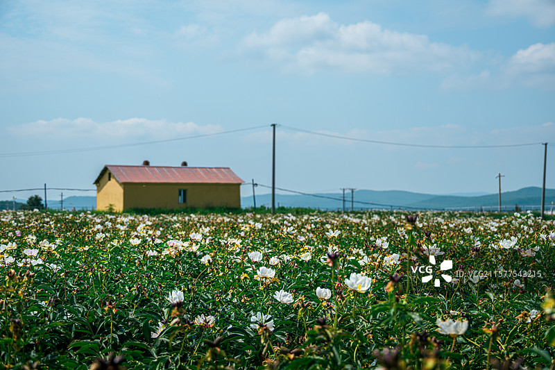 夏天的蓝天白云下，黑龙江大兴安岭农村房屋与田野里盛开的大片白花芍药，中草药种植促进乡村振兴图片素材