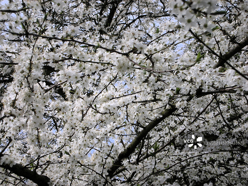 荷兰库肯霍夫公园里的樱花树图片素材