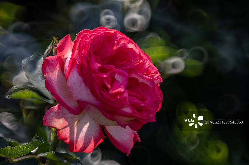 室外盛开的红玫瑰特写镜头图片素材