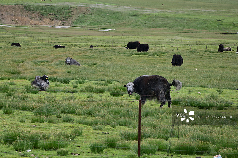 悠闲吃草的牦牛们图片素材