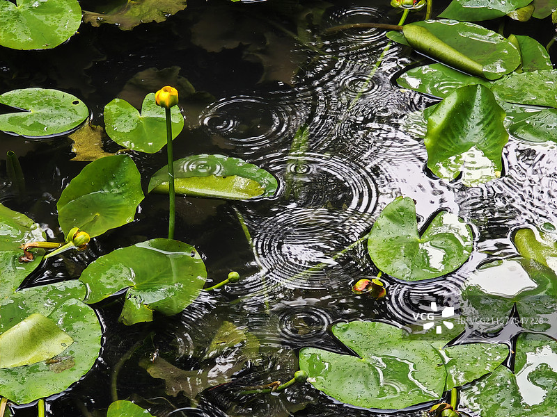 杭州虎跑公园夏季清凉好去处。有水杉森林、天下第三泉虎跑泉、弘一法师、罗汉堂、钟楼等。图片素材