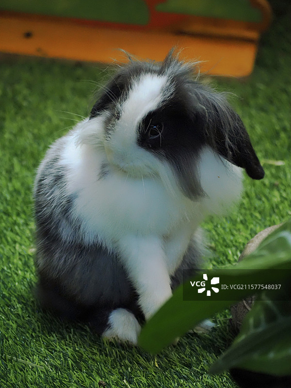 正梳理毛发的黑白垂耳兔图片素材