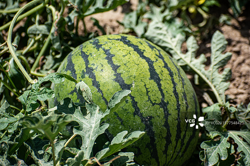 新疆博尔塔拉、博乐、西瓜、西瓜种植基地、种植园、新鲜西瓜图片素材