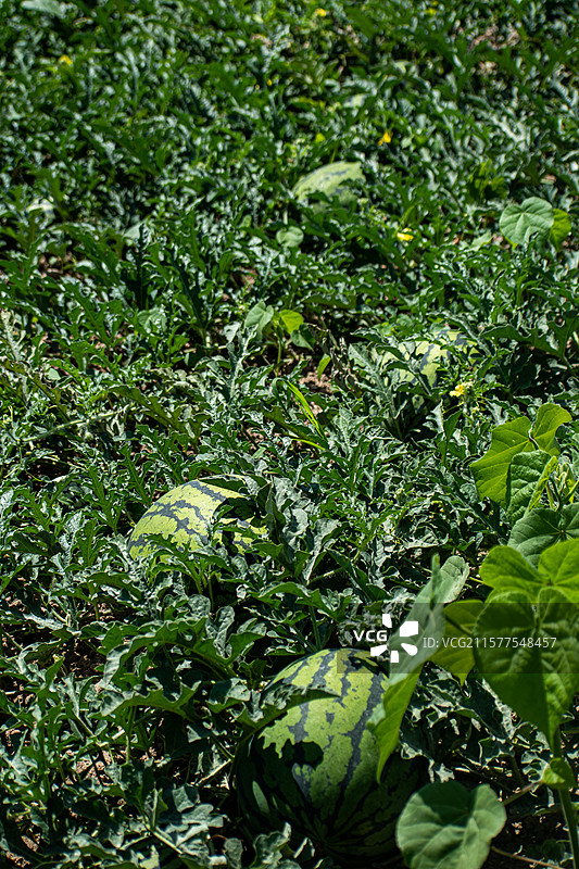 新疆博尔塔拉、博乐、西瓜、西瓜种植基地、种植园、新鲜西瓜图片素材