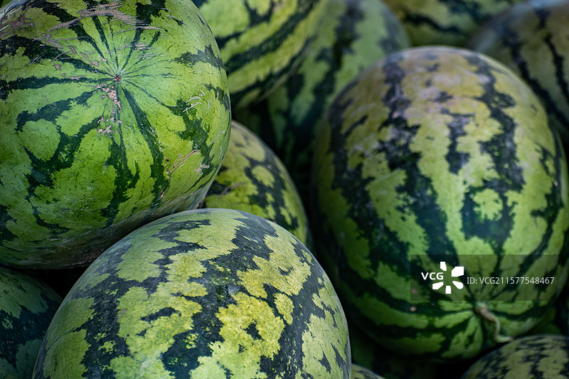 新疆博尔塔拉、博乐、西瓜、西瓜种植基地、种植园、新鲜西瓜图片素材
