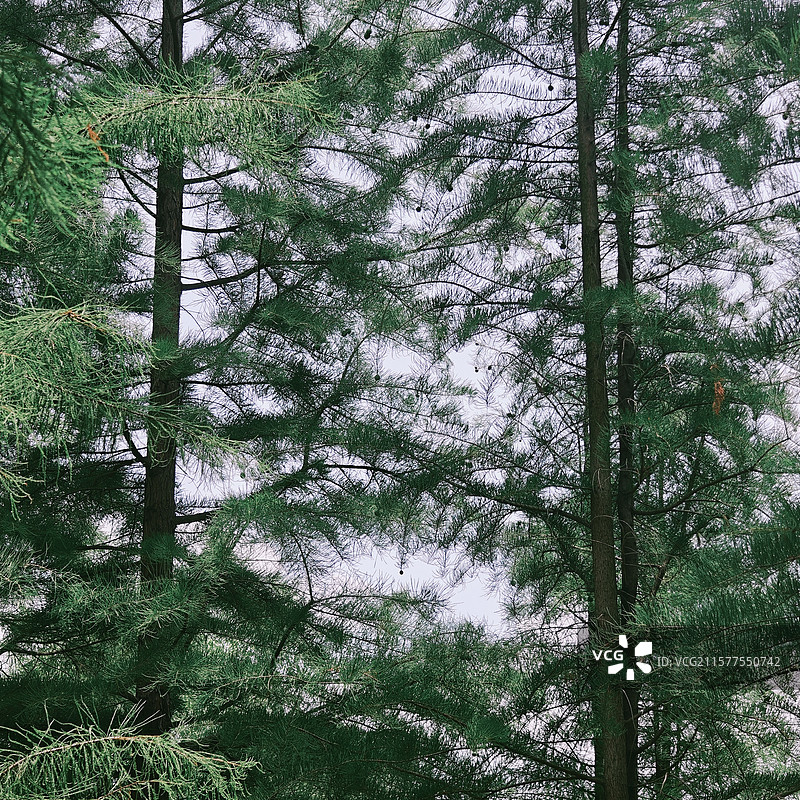 两棵树图片素材