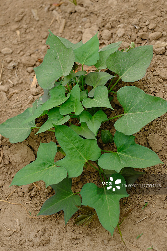 高清菜地。红薯地。红薯苗。红薯秧。红薯叶。土地图片素材