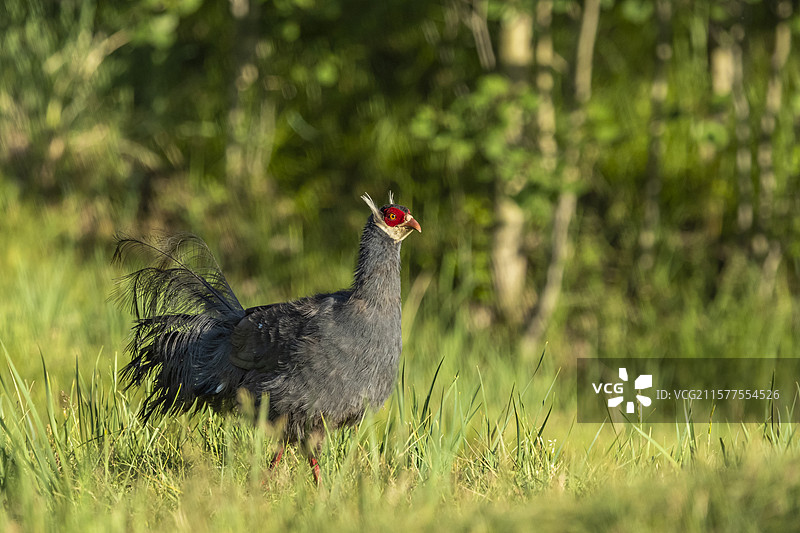 蓝马鸡育雏图片素材