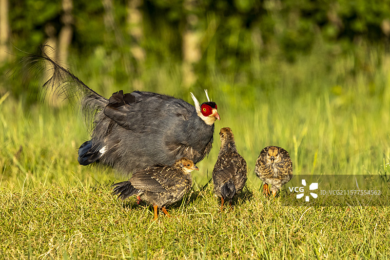 蓝马鸡育雏图片素材