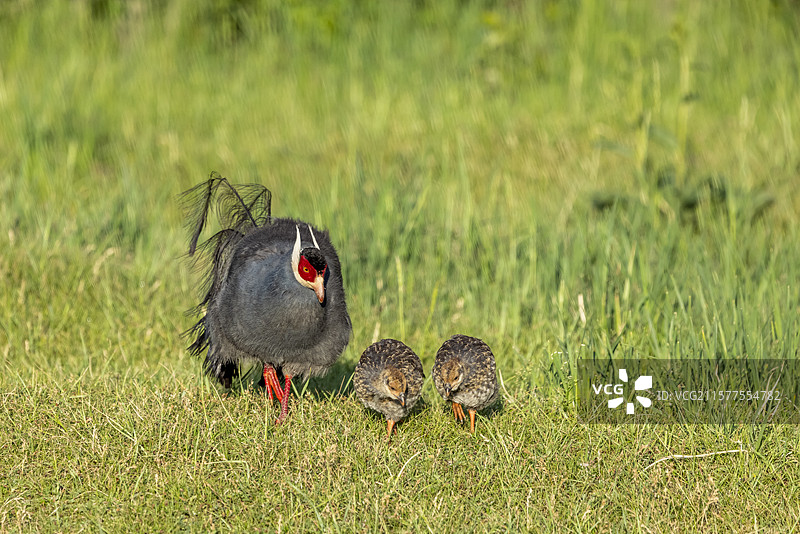 蓝马鸡育雏图片素材