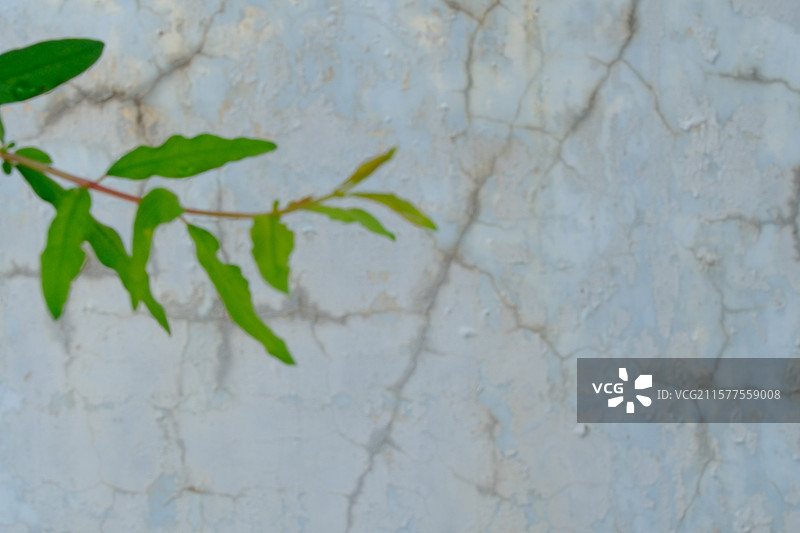 沧桑斑驳的墙皮。高清背景图。石榴树。纹理图片素材
