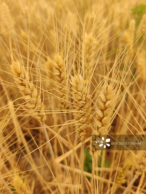 2025年欠收的麦子图片素材