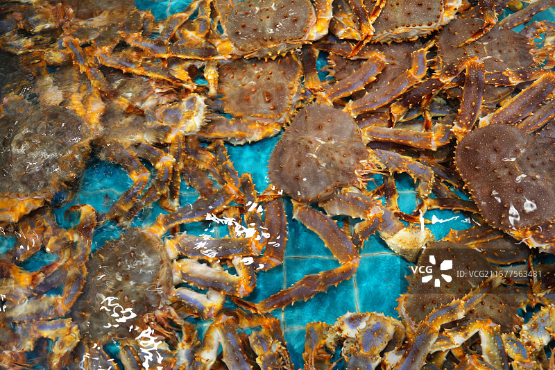 大量水中的帝王蟹图片素材