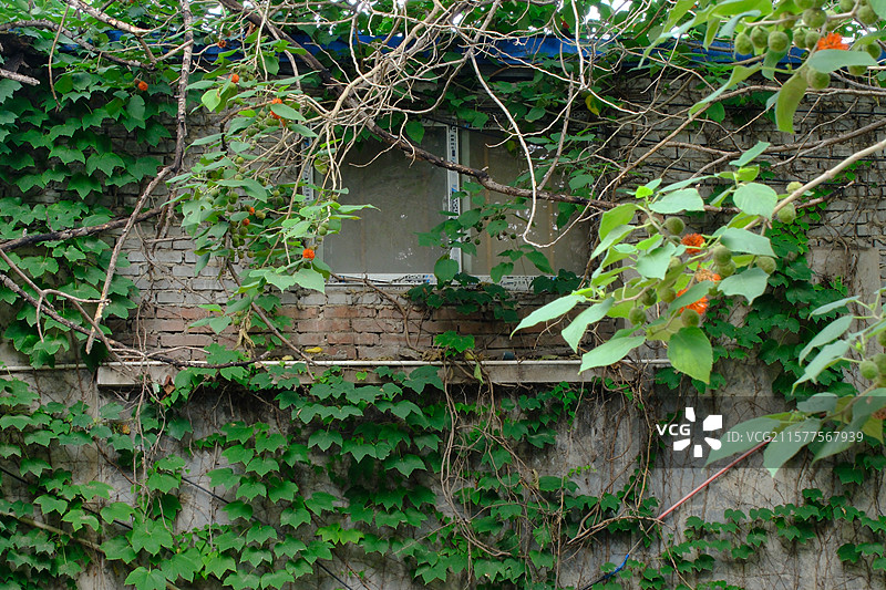 构树。构树果子。楮实子。构桃。构树的果实。高清风景背景图图片素材