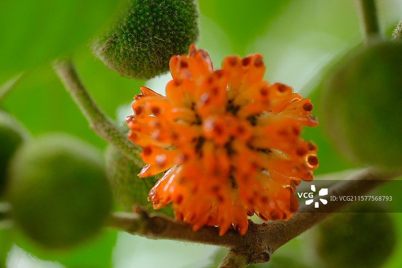 构树。构树果子。楮实子。构桃。构树的果实。高清风景背景图图片素材