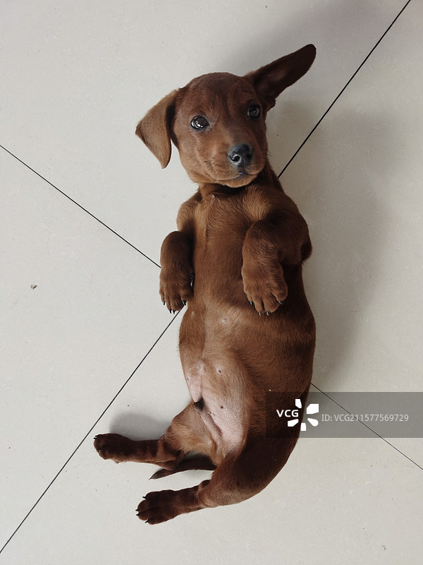 一只棕色腊肠小狗图片素材
