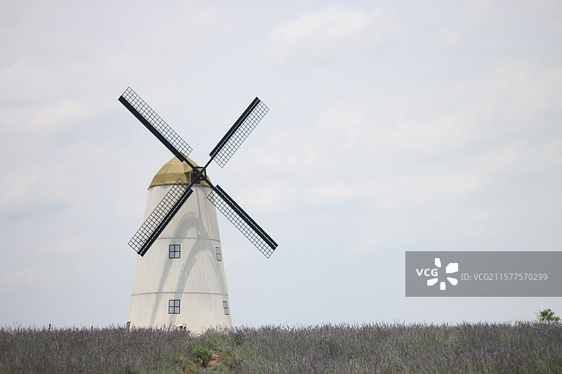 长沙月亮岛紫兮庄园薰衣草地里的风车图片素材