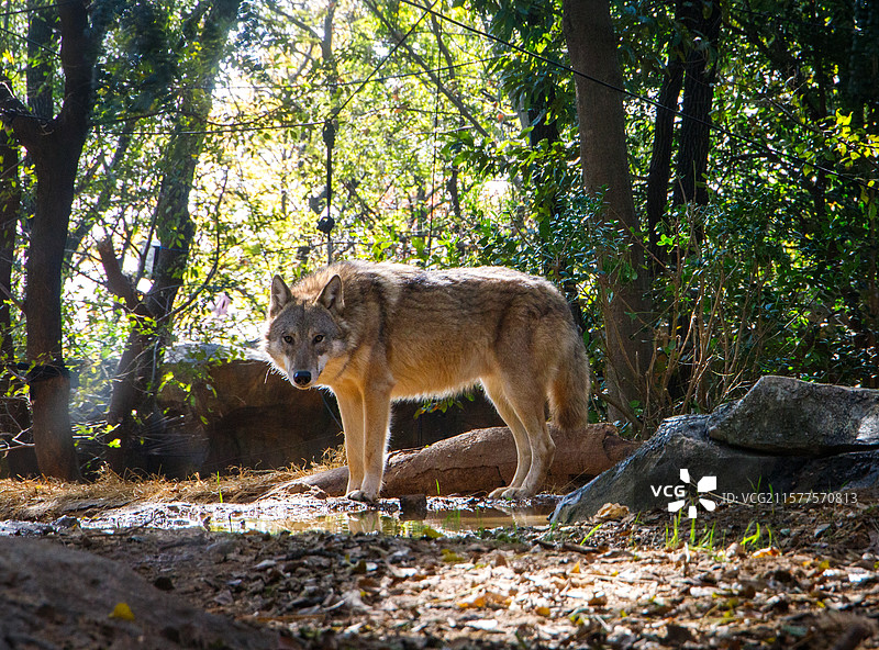 一只狼图片素材