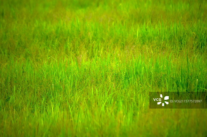 佛山狮山和顺万顷洋的农田图片素材