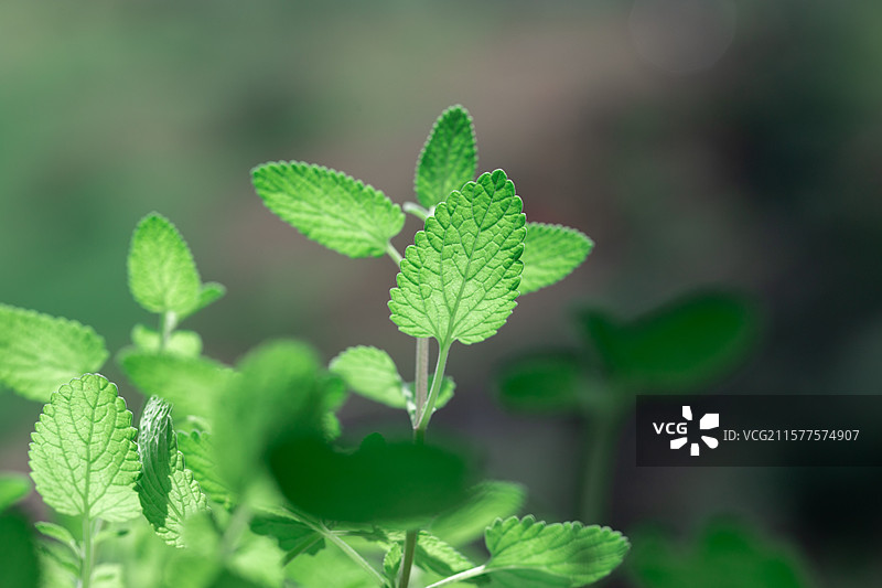 春季生长的新鲜绿色薄荷草本树叶图片素材