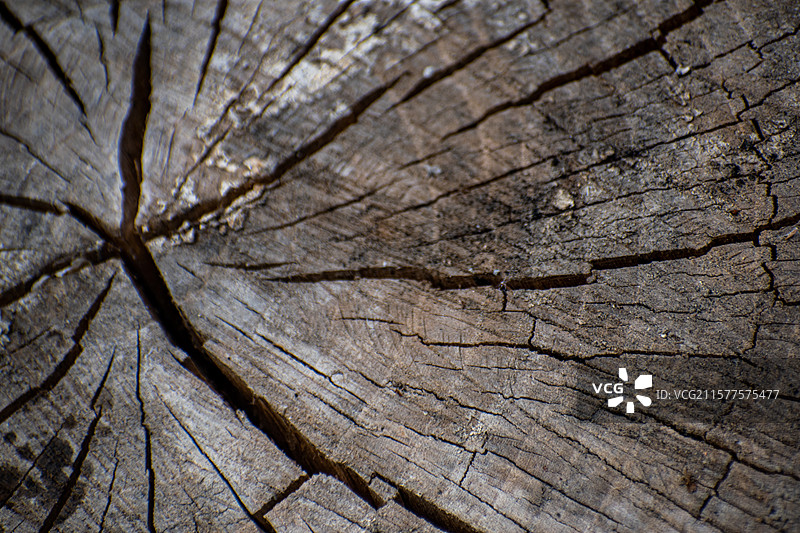 新疆博尔塔拉、木纹路、老木桩、裂纹、木头、木头裂纹图片素材