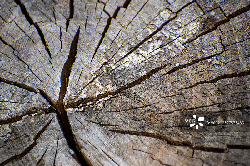新疆博尔塔拉、木纹路、老木桩、裂纹、木头、木头裂纹图片素材