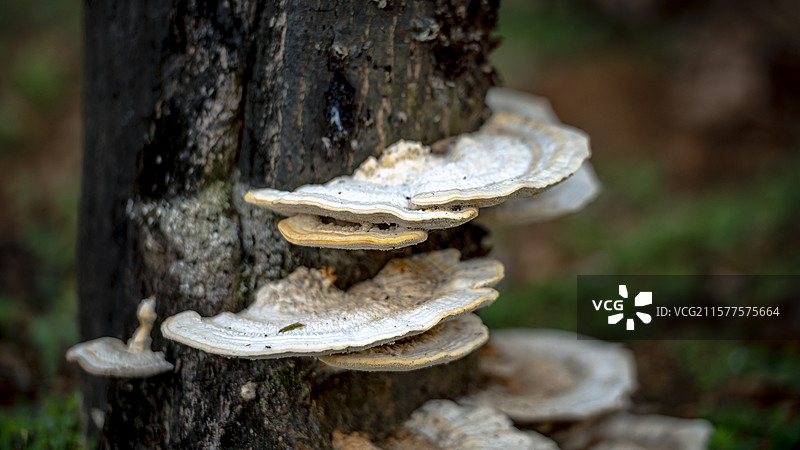 树干上生长的蘑菇特写镜头图片素材