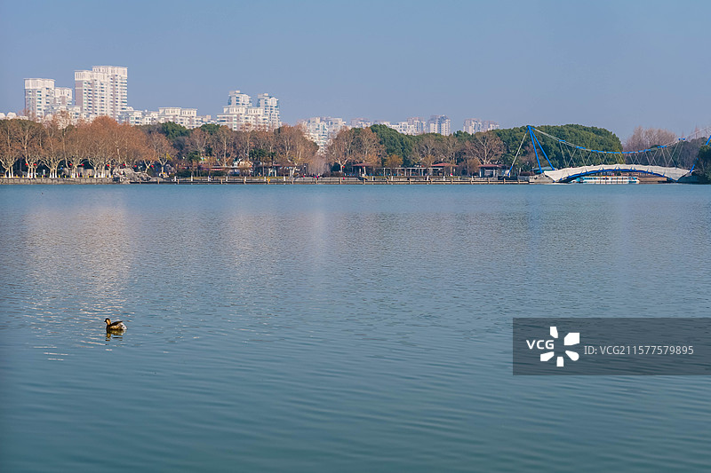城市与自然生态环境中的野生动物图片素材