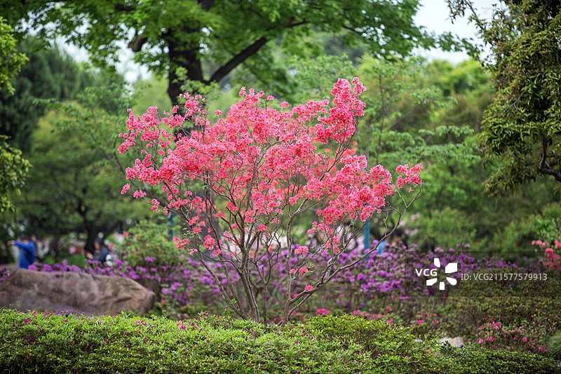 春天盛开的红色杜鹃花（映山红）图片素材