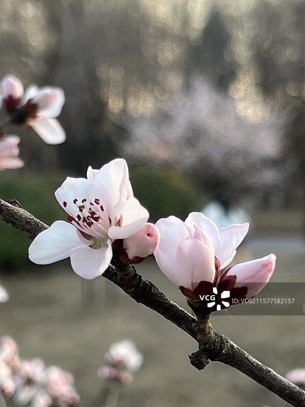 奥森北园桃花谷图片素材
