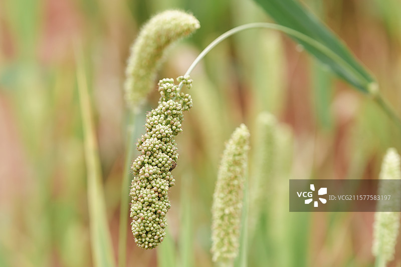 七月的粟米图片素材