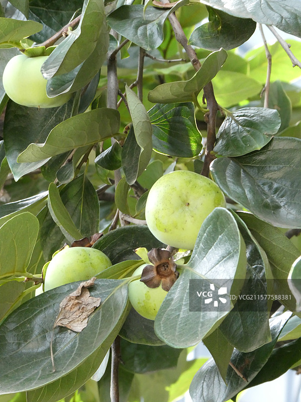 南京1865创意产业园老厂房夏天结满青色饱满的柿子图片素材
