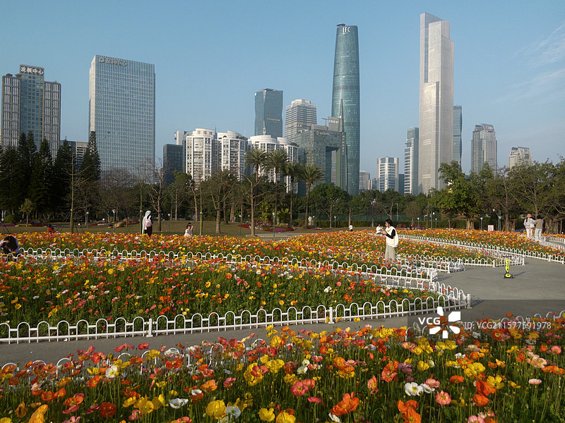 广州二沙岛宏城公园 虞美人花海图片素材