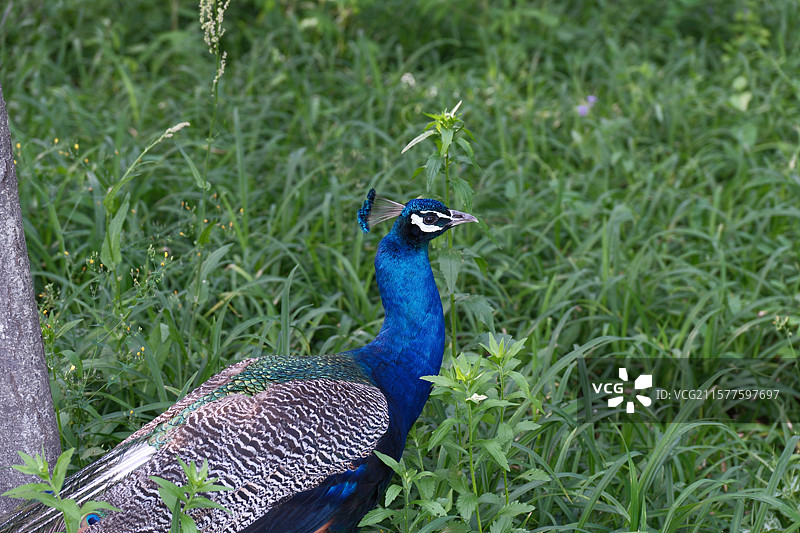 青岛森林野生动物世界孔雀图片素材