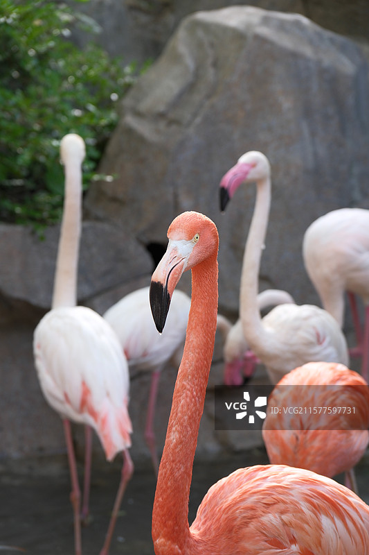 青岛森林野生动物世界火烈鸟图片素材
