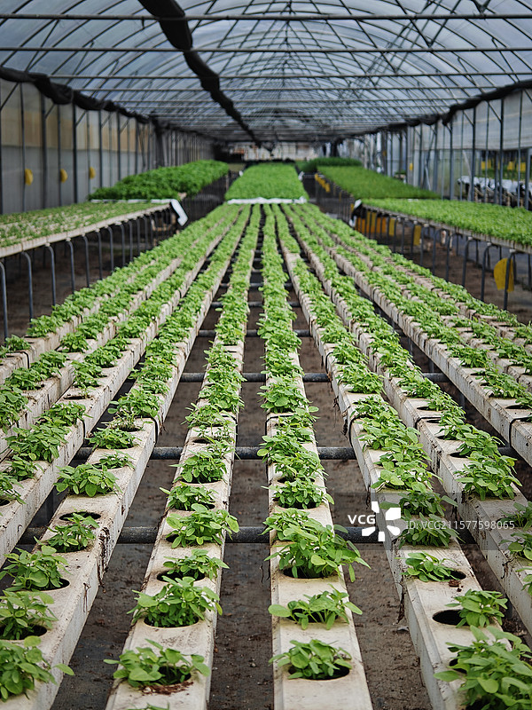 现代农业的蔬菜大棚图片素材