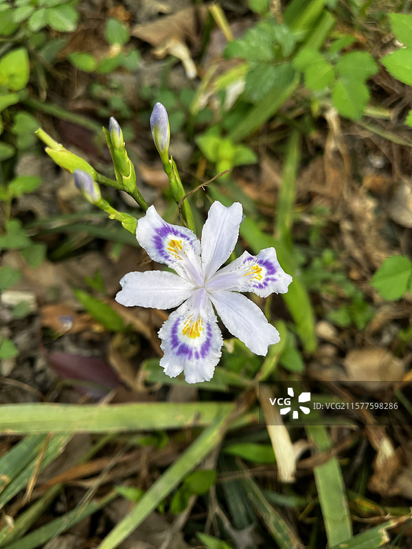 鸢尾花图片素材