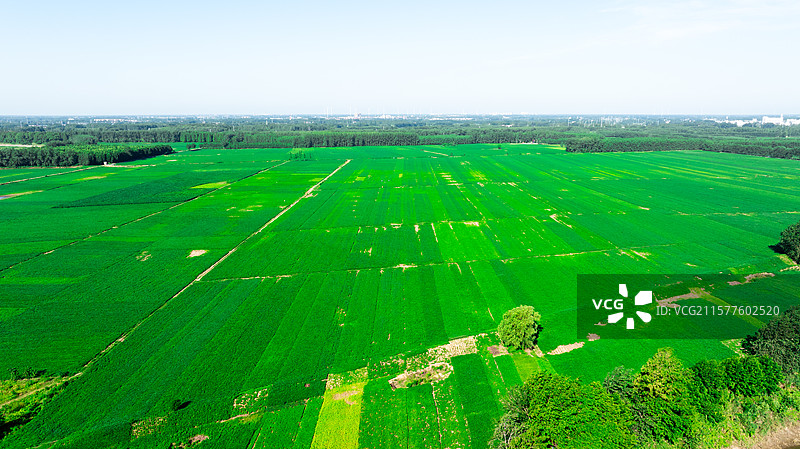 汉水流域江汉平原夏季风景图片素材